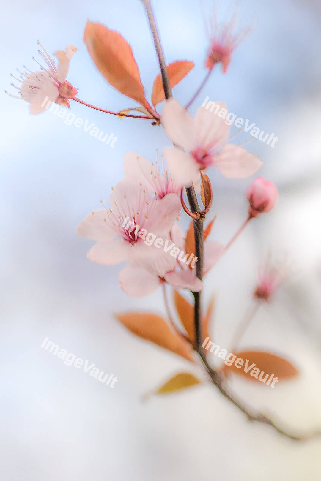 Cherry blossom flowers